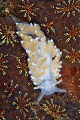   Eubranchus pallidus background tunicates. Gulen Dive Resort Nikon D300 Nexus housing twin Inon Z240 strobes. tunicates Z-240 240 strobes  